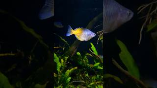 Boesemani Rainbow in the spotlight 🌟 🐠🌿 AquariumLife shortsviral puneaquariums [upl. by Atillertse182]