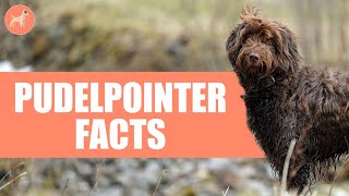 Pudelpointer Dog Breed 10 Amazing Facts You Must Know [upl. by O'Rourke]