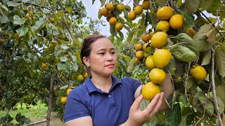 Harvest Persimmon Fruits Goes to the market sell  Building stone stairs  Lý Thị Ca [upl. by Majka]