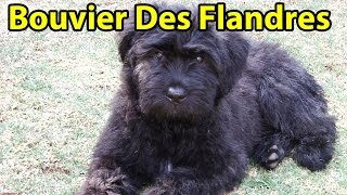 The Right Companion Bouvier Des Flandres [upl. by Olpe]