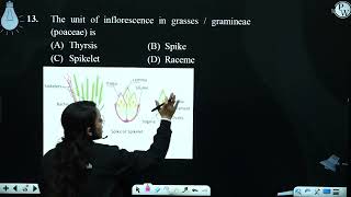 The unit of inflorescence in grasses  gramineae poaceae is [upl. by Maryjane]