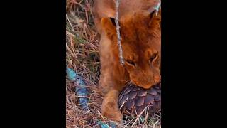 Lion proof defence of Pangolin animal ⚠️ [upl. by Karna]