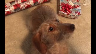 Dachshund Growling over Cookies [upl. by Shipp]