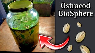 Creating a SelfSustaining Biosphere Jar Aquarium for Ostracods  How to Build a Sealed Ecosystem [upl. by Russom]