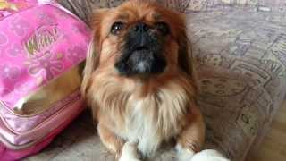 Funny cute pekingese dog [upl. by Idyh361]