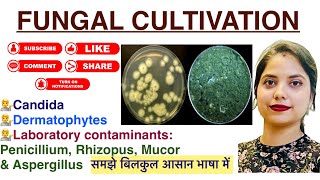 Fungal cultivation in Hindi  Candida  Dermatophytes  Pencillium  lab findings  Mycology  MLT [upl. by Asilec]