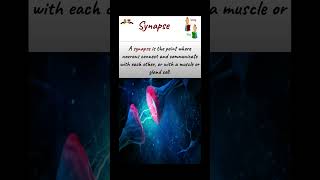 synapse nervecell biology neuron biology ytshorts science shorts brain motorneuron [upl. by Monahan]