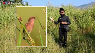 Rosefinch Carpodacus erythrinus  by Shantanu Kuveskar [upl. by Torrell]