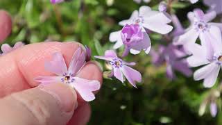 Phlox Subulata Moss Phlox [upl. by Eciened]