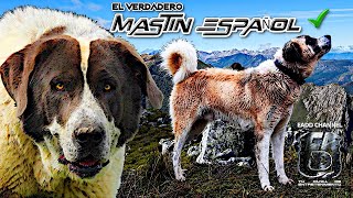 El Perro de defensa PERFECTO que equilibra el triangulo ibérico🐕‍🦺 Mastín Español [upl. by Hahsi649]