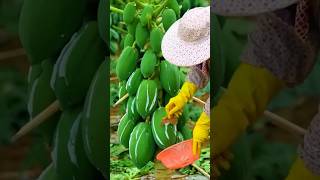 Collecting Papaya Milk satisfying farming plants [upl. by Hughie]