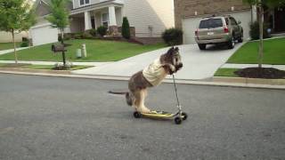 BRIARD ON SCOOTER  scooting dog [upl. by Doyle269]