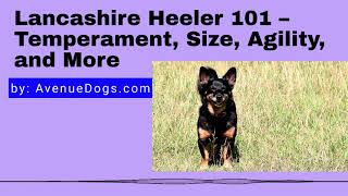 Lancashire Heeler 101 – Temperament Size Agility and More [upl. by Giff]