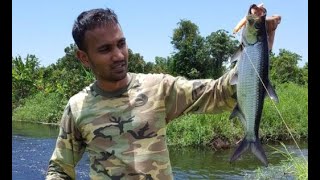 Baby Tarpon fishing Surinamecoronie [upl. by Inaffyt]