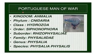 Physalia Portuguese Man O War Classification  Distribution And General characters [upl. by Yelhsa]