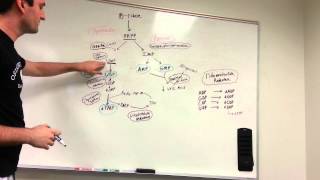 Purine and Pyrimidine synthesis pathway made easy [upl. by Vita]