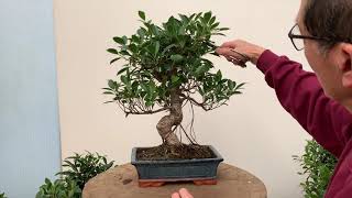 Ficus Bonsai Care and Pruning [upl. by Desimone]