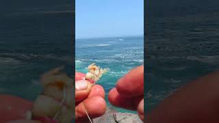 como encarnar pulga de Mar en el anzuelo de pescar  how to embody sea flea on the fishing hook [upl. by Thirzia]