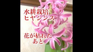 『家庭菜園だより grow your own 』ヒアシンスヒヤシンス花が咲いたあとHyacinthus orientalis [upl. by Ultima]