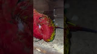 Green Wing Macaw  Hatching eggs macaw greenwingmacaw parrot [upl. by Bust]