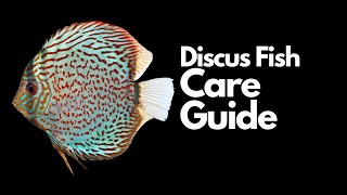 Discus Fish Care Everything You Need To Know [upl. by Anura466]