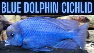 The Blue Dolphin Cichlid  Big Blue and Brilliant [upl. by Cele522]