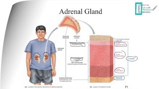 Adrenal Physiology [upl. by Mariand]