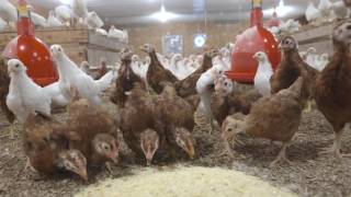 American Farmer TV featuring Townline Poultry Farm Inc [upl. by Orsay]