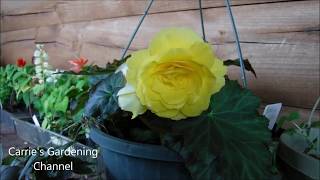 Begonia Nonstop Joy what do nonstop begonias look like how to feed begonias [upl. by Vassell]