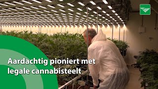 Aardachtig pioniert met legale cannabisteelt [upl. by Novihc]