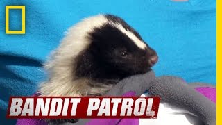 Skunk Babies are Stinkin Cute  Bandit Patrol [upl. by Llenroc]