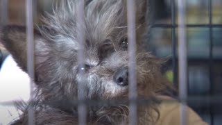 More Than 100 Animals Rescued from Arkansas Puppy Mill [upl. by Oliviero]