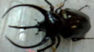 Chalcosoma caucasus from Kingdom of Beetle Taiwan origin Indonesiea  Largest beetles in Asia [upl. by Ainehta754]