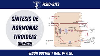 SÍNTESIS DE HORMONAS TIROIDEAS  FISIOBITS [upl. by Farra]