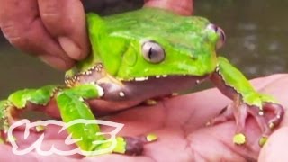 Tripping on Hallucinogenic Frogs Part 13 [upl. by Zachar470]