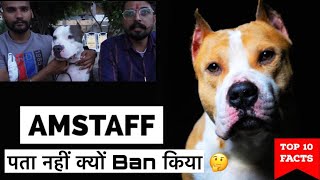 American Staffordshire Terrier के बारे में जाने 😱‼️पता नहीं क्यों Ban किया 🤔 amstaff pitbull [upl. by Trinetta]