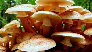 Grzyby Opieńka miodowa i opieńka ciemna  Armillaria mellea et Armillaria solidipes [upl. by Erotavlas]