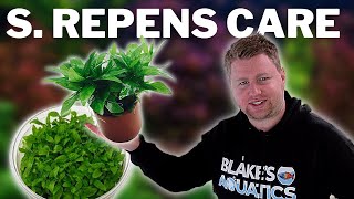 How to Grow and Propagate S Repens  Staurogyne Repens [upl. by Itnava]