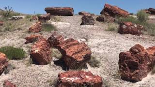 Tour Of The Petrified Forest and Meteor Crater Arizona  Route 66 [upl. by Ellezig]