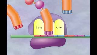 Prokaryotic Transcription Factors in Elongation and Termination GreA GreB Mfd NusA [upl. by Ahtnahc]