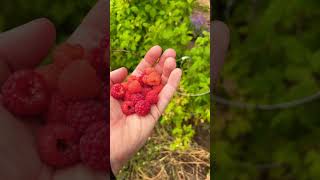 growfood growyourownfood raspberries [upl. by Htezil]