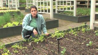 The Edible Garden — Sowing Seeds Outdoors [upl. by Barnabe673]