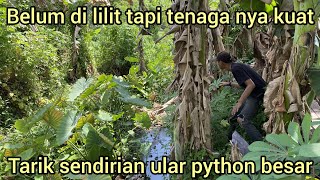 TERNYATA SEBERAT INI ULAR PYTHON RAKSASA GAK BISA SENDIRIAN PEGANG NYA [upl. by Htinek803]