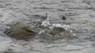 Poissons qui remontent la rivière à Victoriaville [upl. by Rolland]