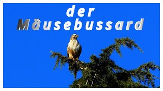 der Mäusebussard [upl. by Zaneta226]