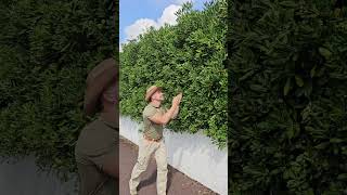 😭🌿 evergreen hedge fastgrowing plants future tips advice home garden nature [upl. by Enilra]