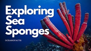 Exploring Sea sponges [upl. by Lowell]