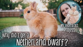 Why did I get a Netherland Dwarf  My ridiculous rabbit project [upl. by Odnanref974]