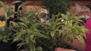 Flower Gardens  How to Grow Sweet Box Sarcococca Hookerana Humilis [upl. by Marucci]