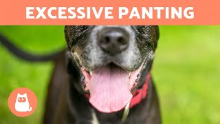 My DOG Is PANTING a Lot 🐶👅 8 Causes of Heavy Panting [upl. by Eneleh]